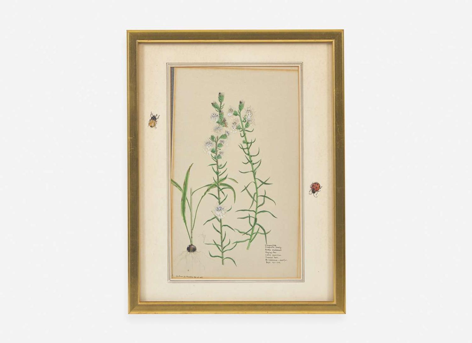 A group of four botanical watercolor drawings, 19th / 20th century