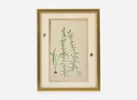 A group of four botanical watercolor drawings, 19th / 20th century