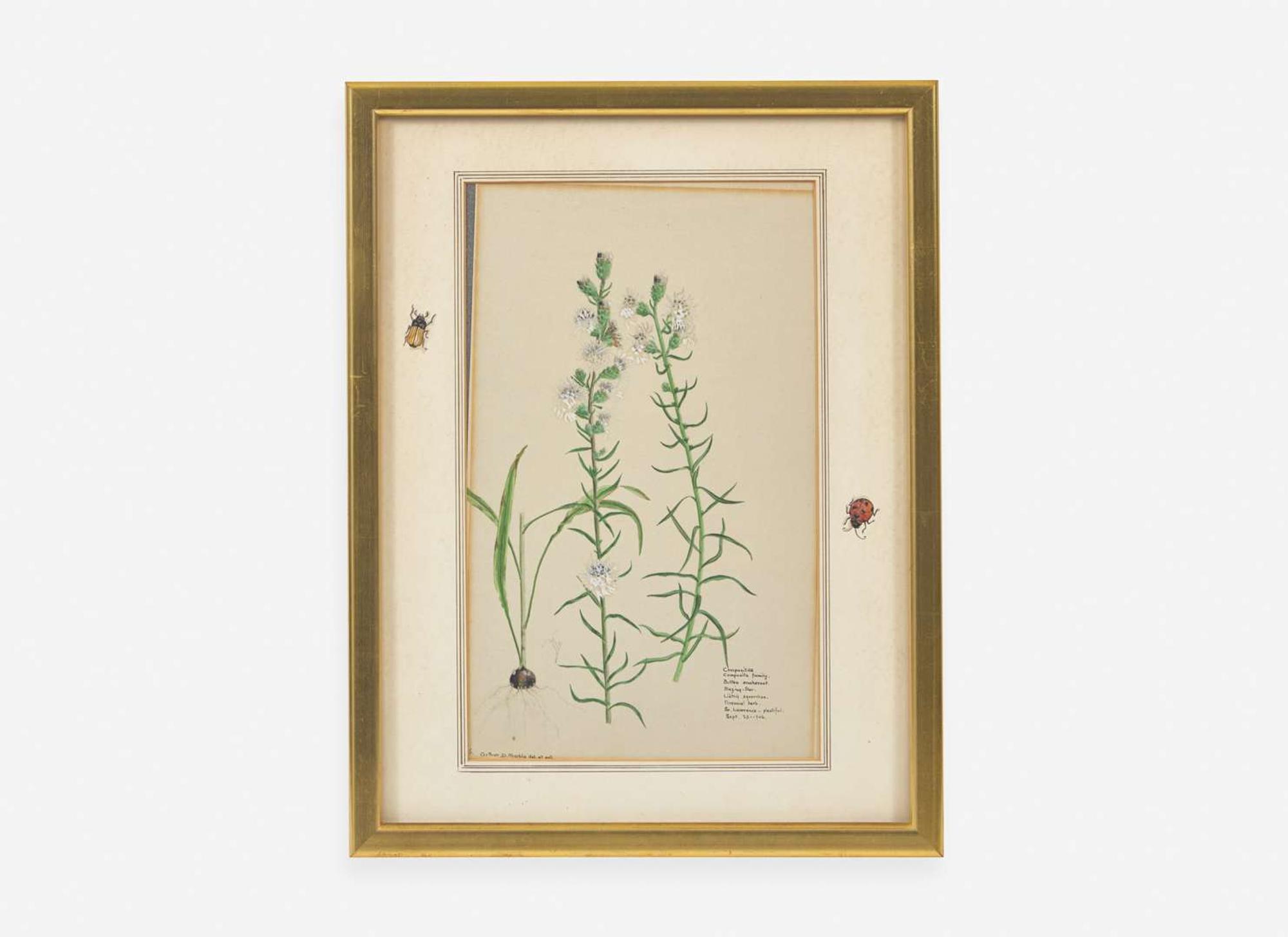 A group of four botanical watercolor drawings, 19th / 20th century