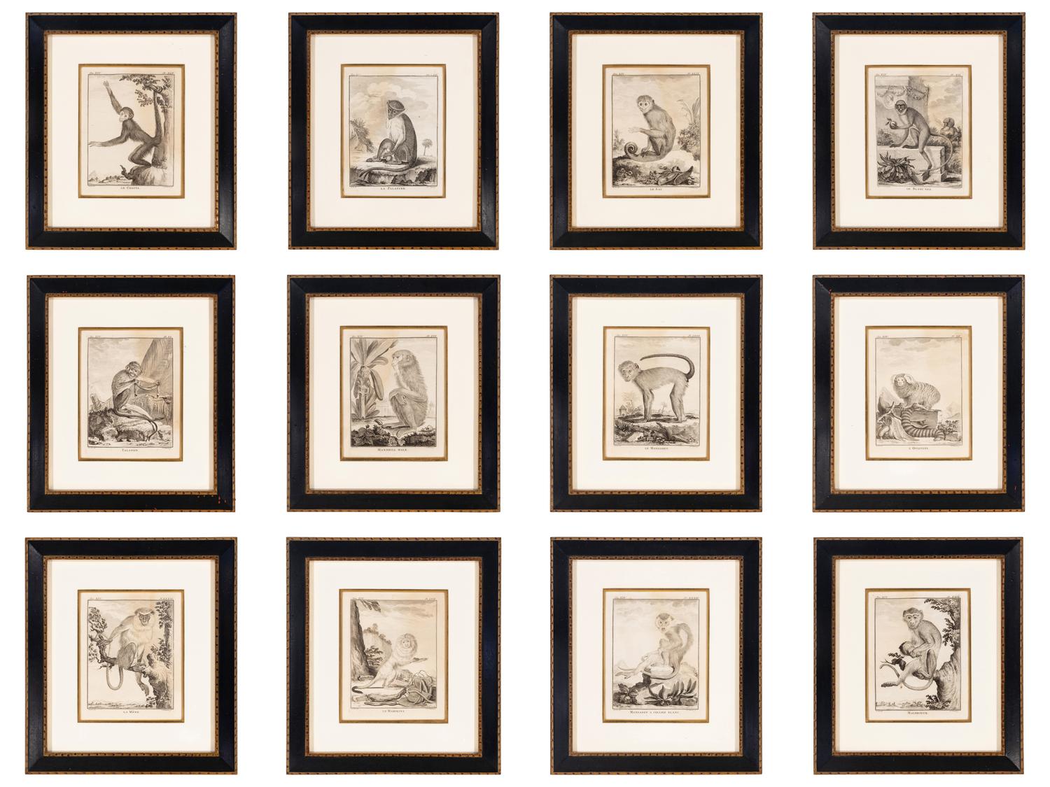A Collection of Twelve Georges-Louis Leclerc Monkey Engravings from Histoire Naturelle