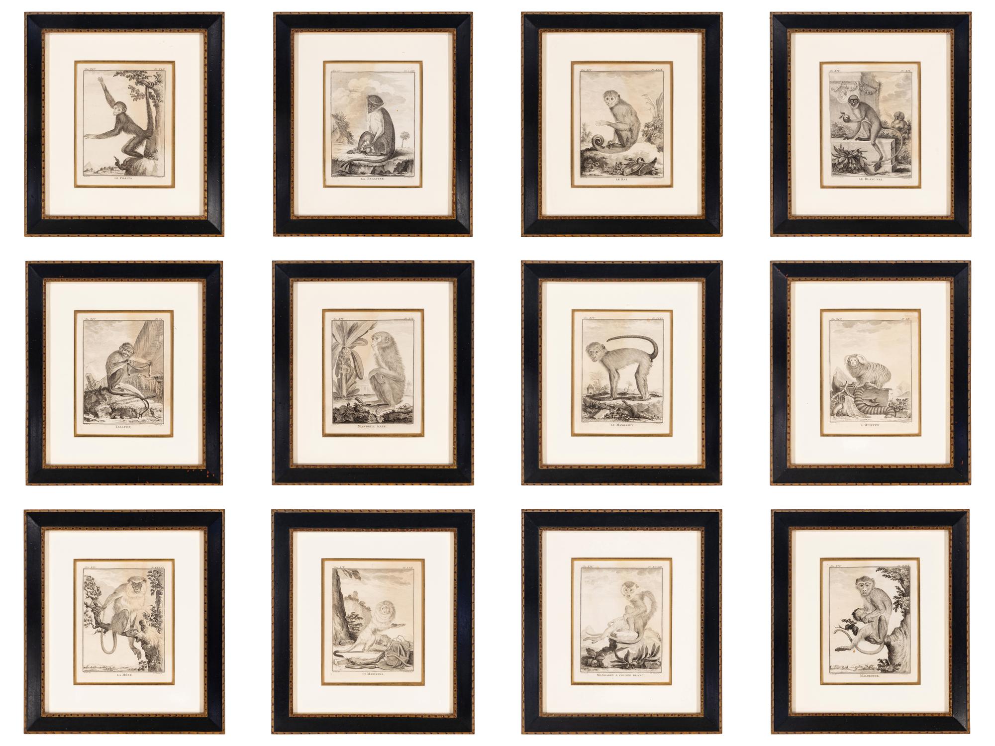 A Collection of Twelve Georges-Louis Leclerc Monkey Engravings from Histoire Naturelle