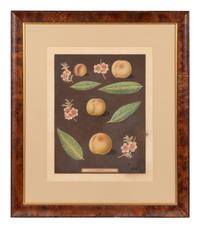 Four Hand Colored Fruit Engravings by George Brookshaw