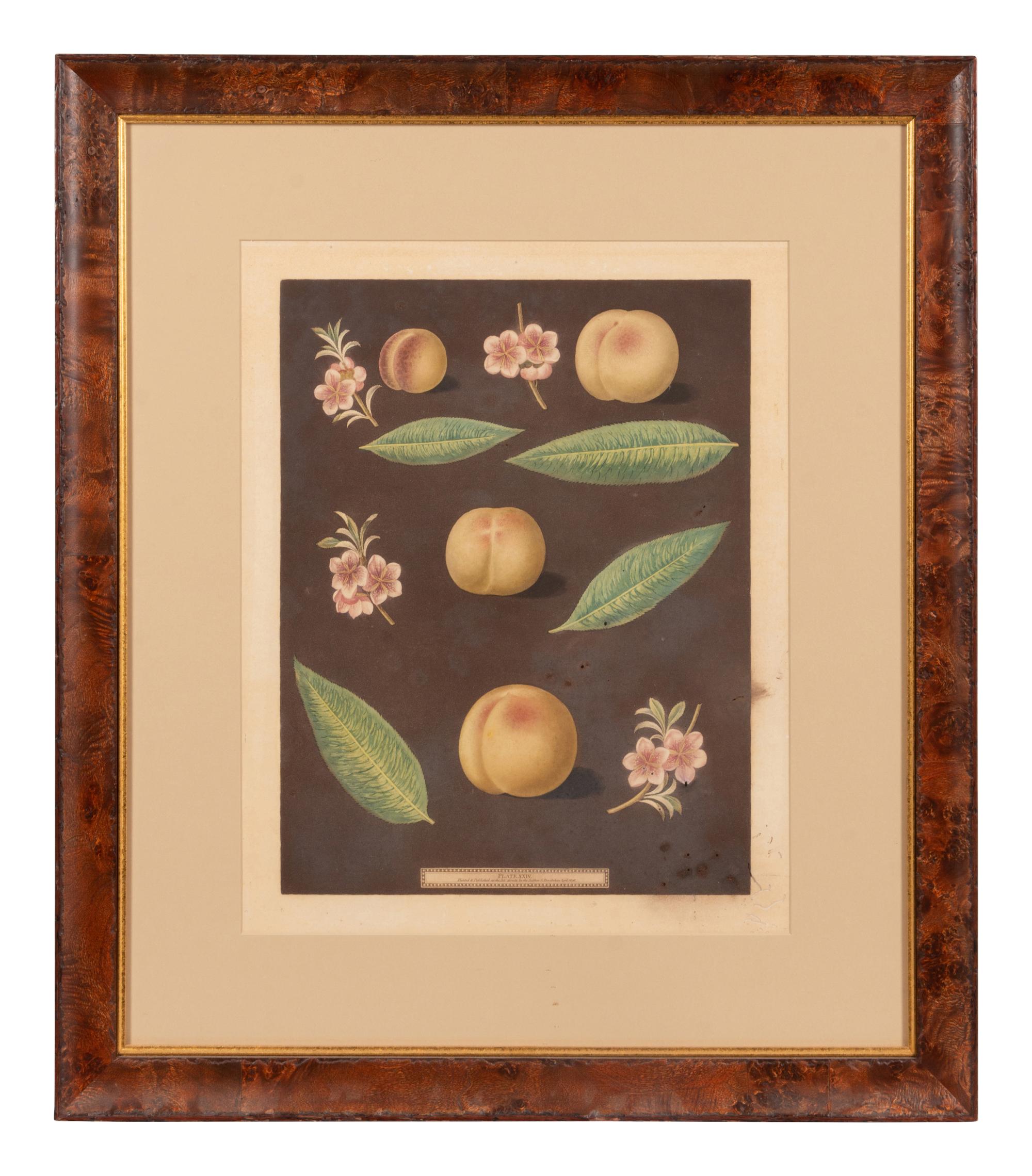 Four Hand Colored Fruit Engravings by George Brookshaw