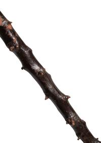 A 1931 Walking Stick Presented to "King of Baseball" Connie Mack by Boston Mayor James Michael Curley Sourced Directly From McGillicuddy Family