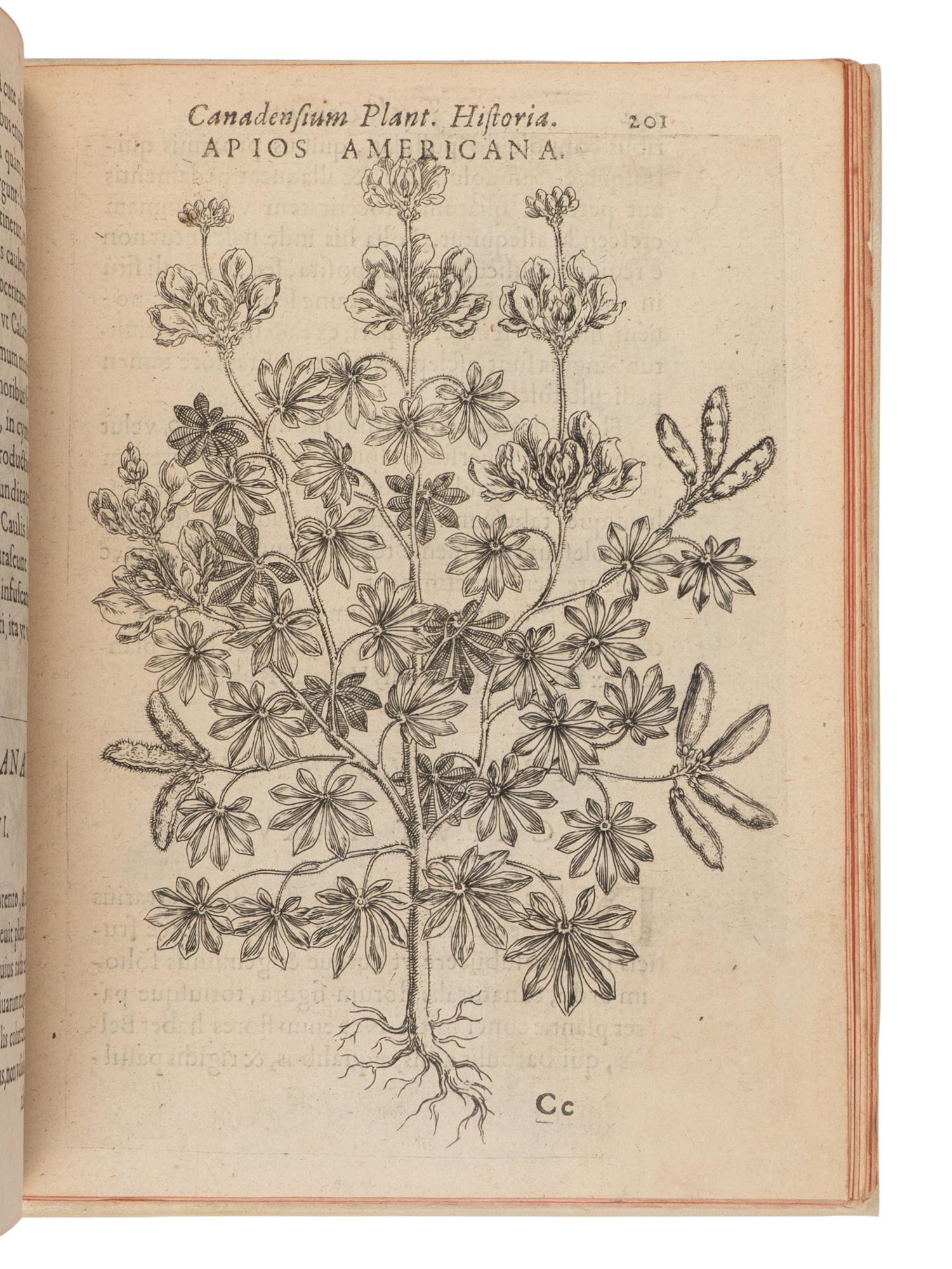 CORNUT, Jacques-Philippe (1606-1651). Canadensium Plantarum Historia Enchiridion Botanicum . Paris: Simonem Le Moyne, 1635.