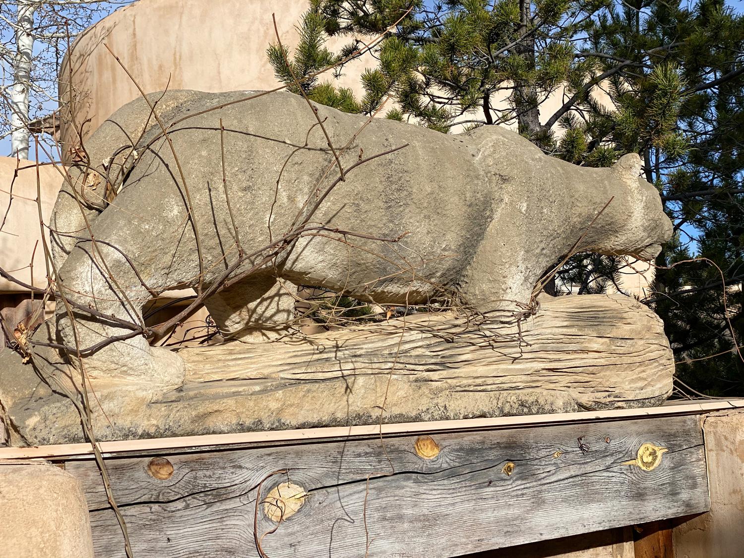 Cougar