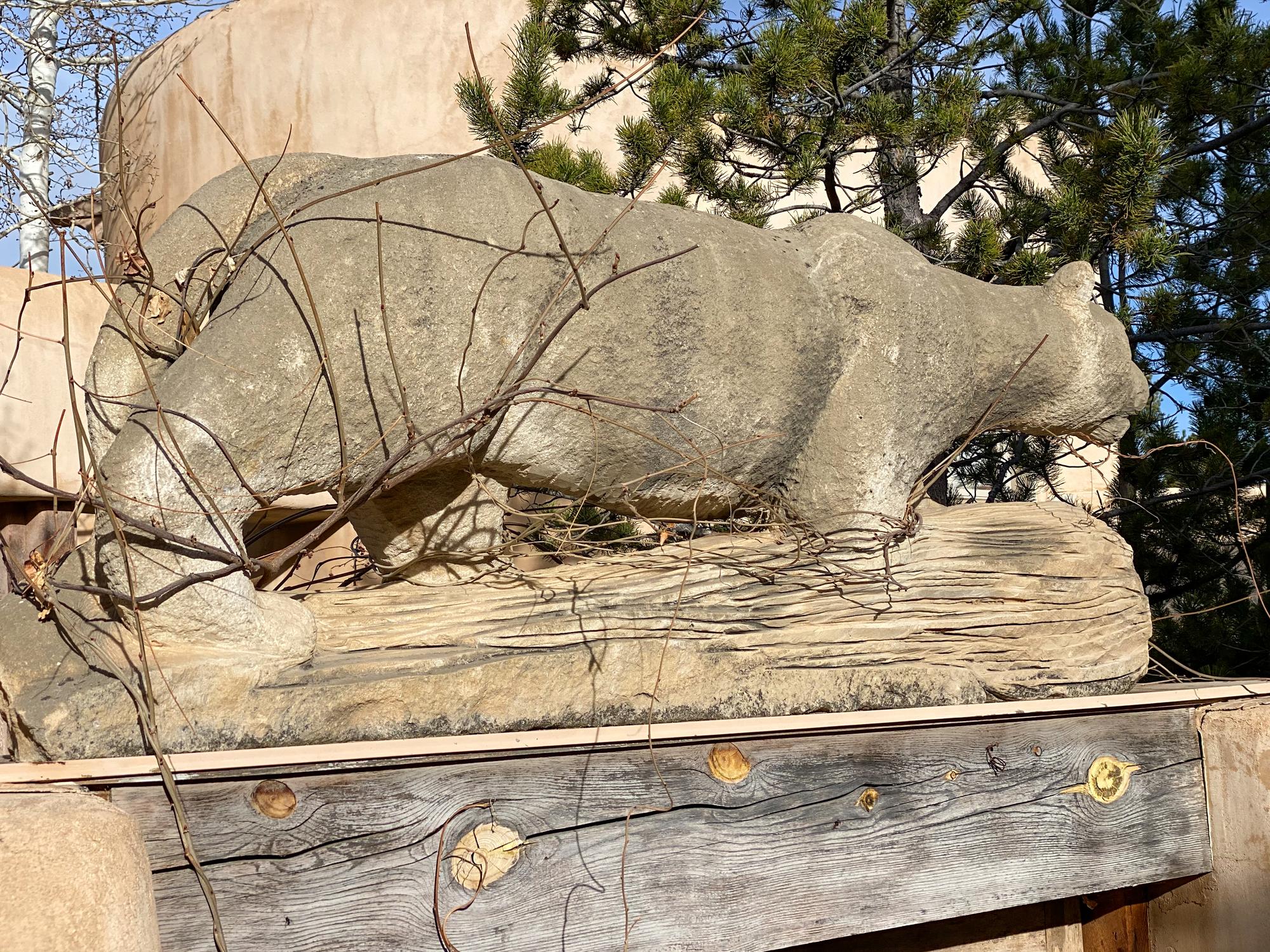 Cougar