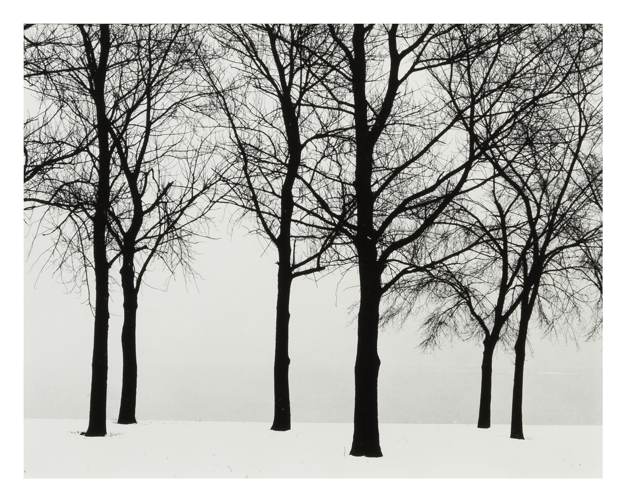 Harry Callahan, (American, 1912-1999), Chicago (trees in snow), 1950