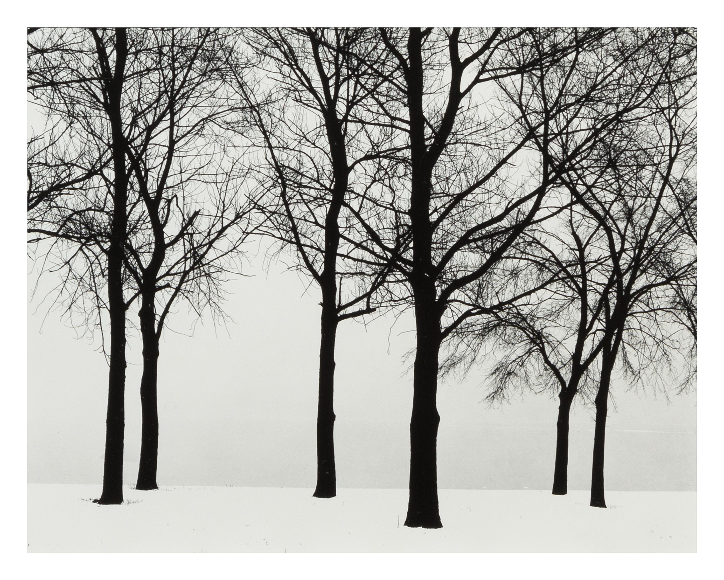 Harry Callahan, (American, 1912-1999), Chicago (trees in snow), 1950