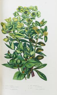 (BOTANY) PRATT, ANNE. The Flowering Plants, Grasses, Sedges, and Ferns of Great Britain. London, n.d. [c. 1870]. 6 vols.