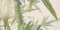Thistle and Sunshine, 1993