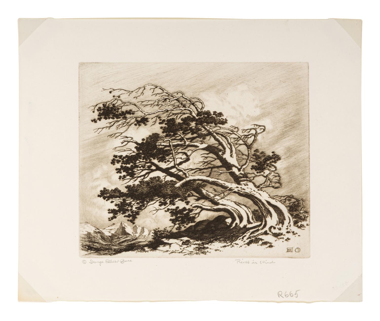 Pines in Wind