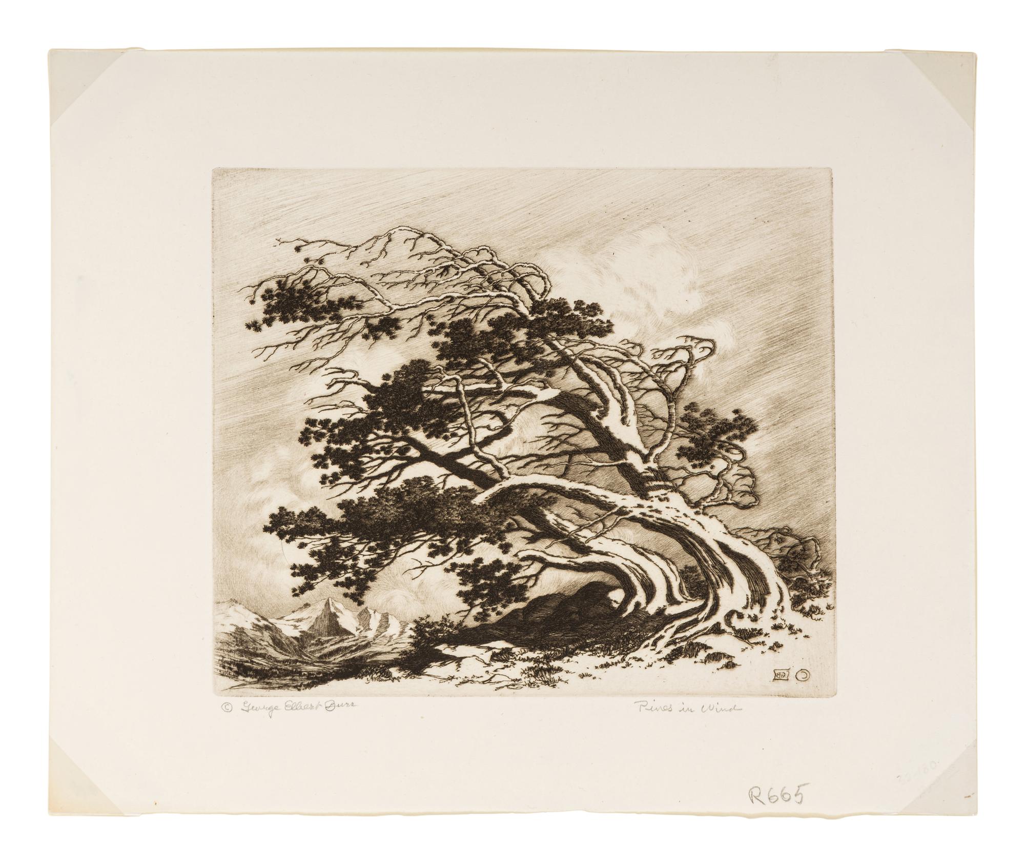 Pines in Wind