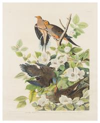 AUDUBON, John James (1785-1851)