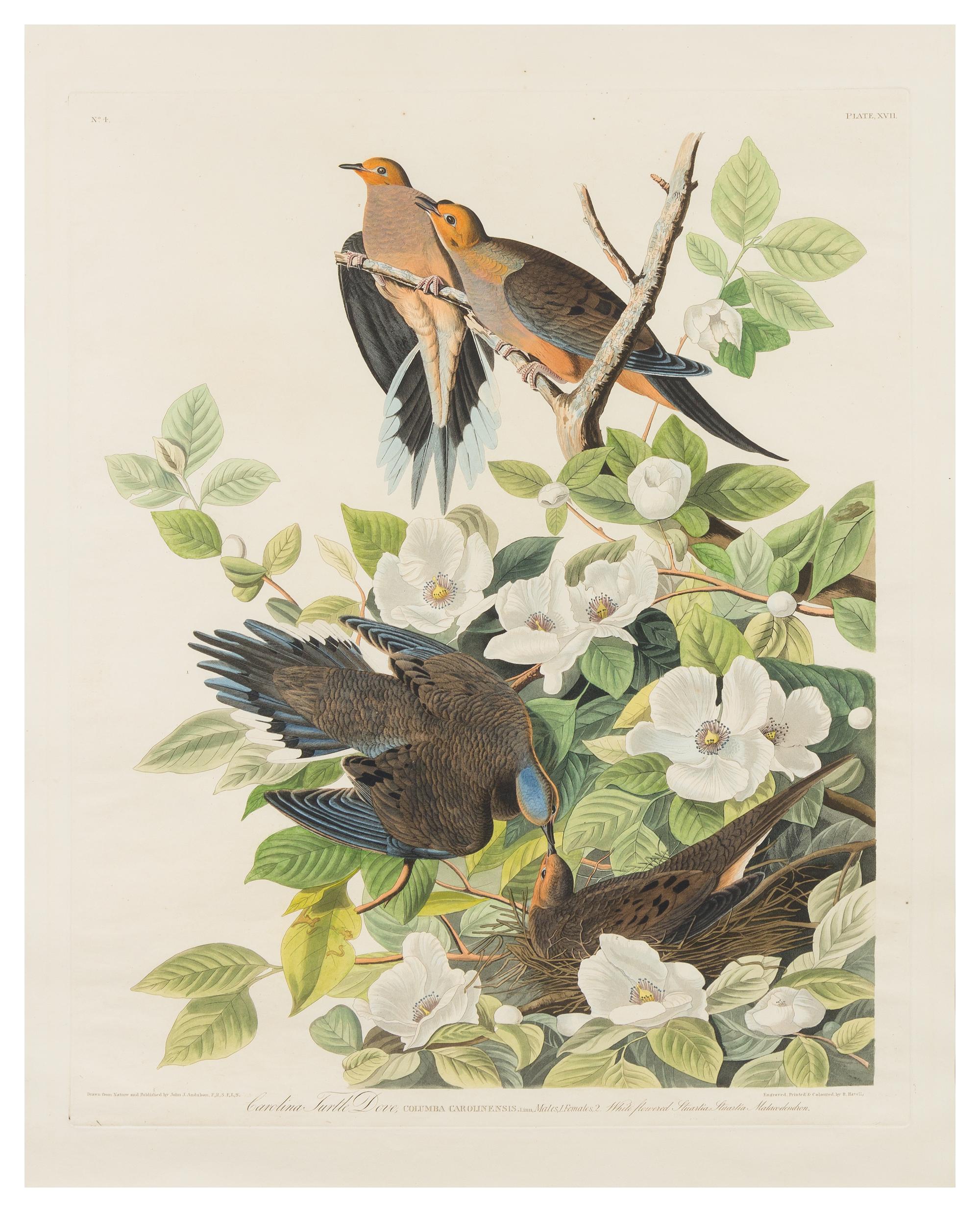 AUDUBON, John James (1785-1851)