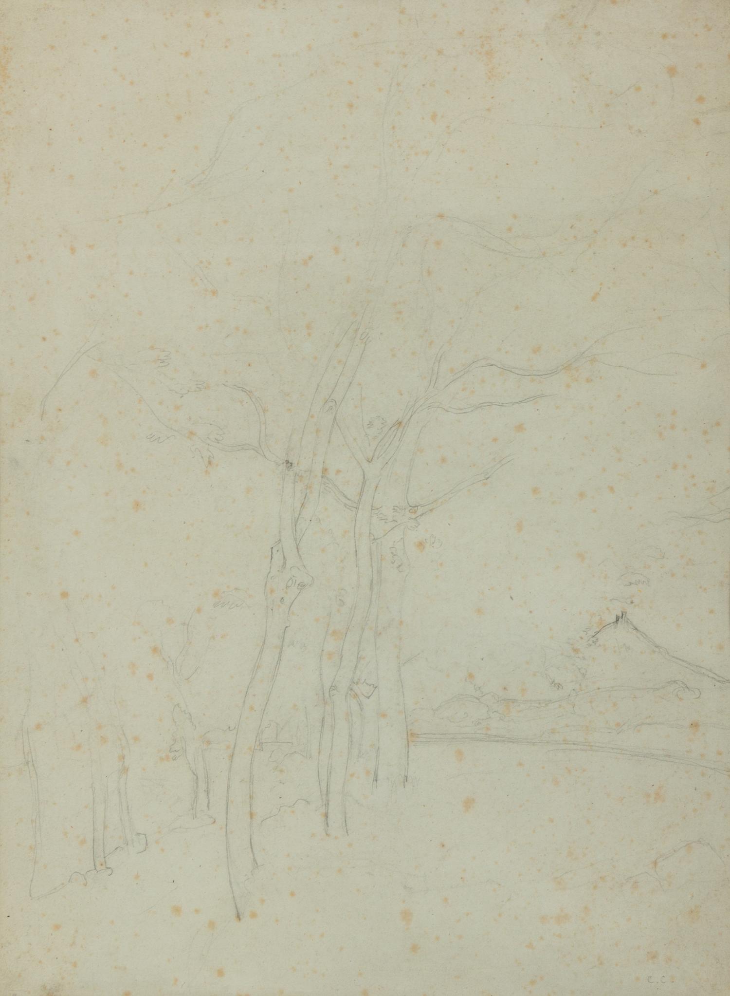 Study of Young Trees