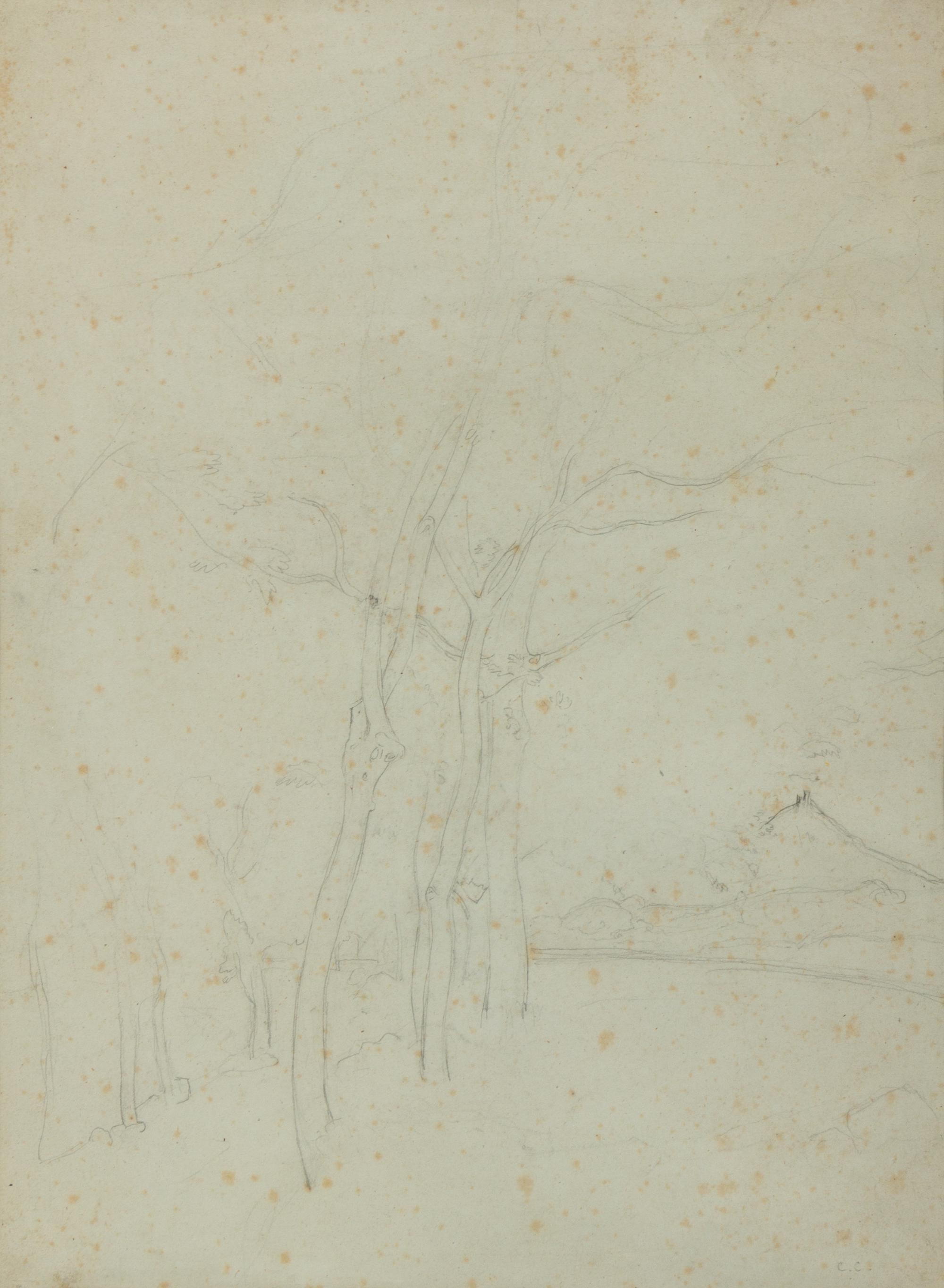 Study of Young Trees