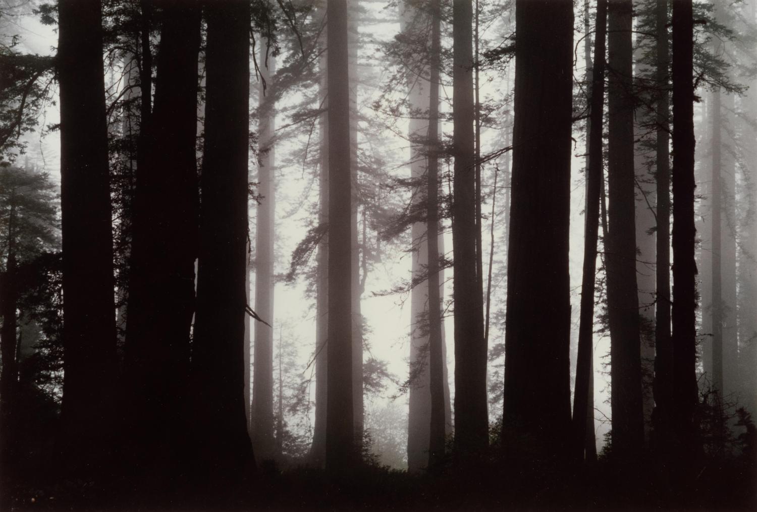 Morning Fog Envelops Giant Redwood Trees