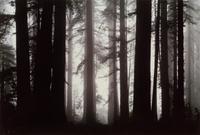 Morning Fog Envelops Giant Redwood Trees