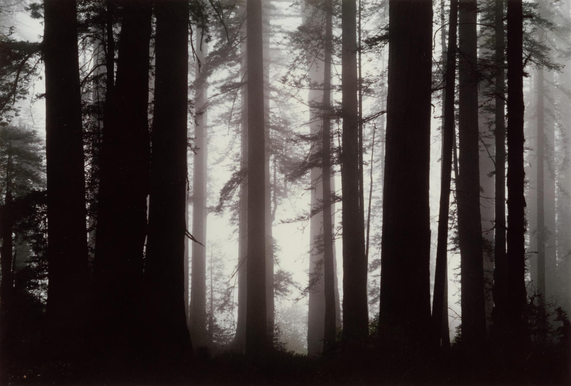 Morning Fog Envelops Giant Redwood Trees