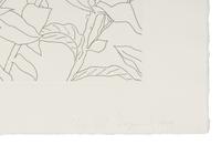 Untitled from Flowers Suite , 1979