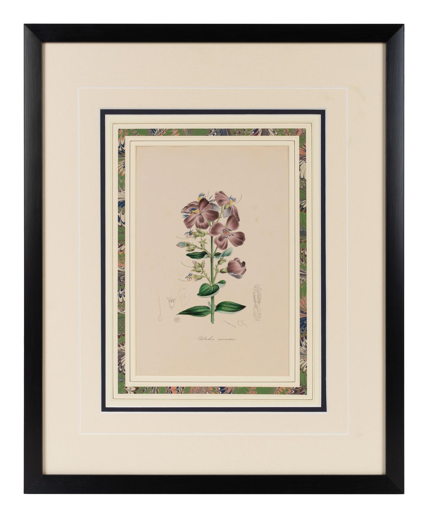 A Collection of Six English Botanical Engravings — 20TH CENTURY