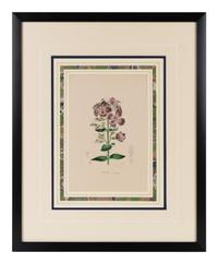 A Collection of Six English Botanical Engravings — 20TH CENTURY