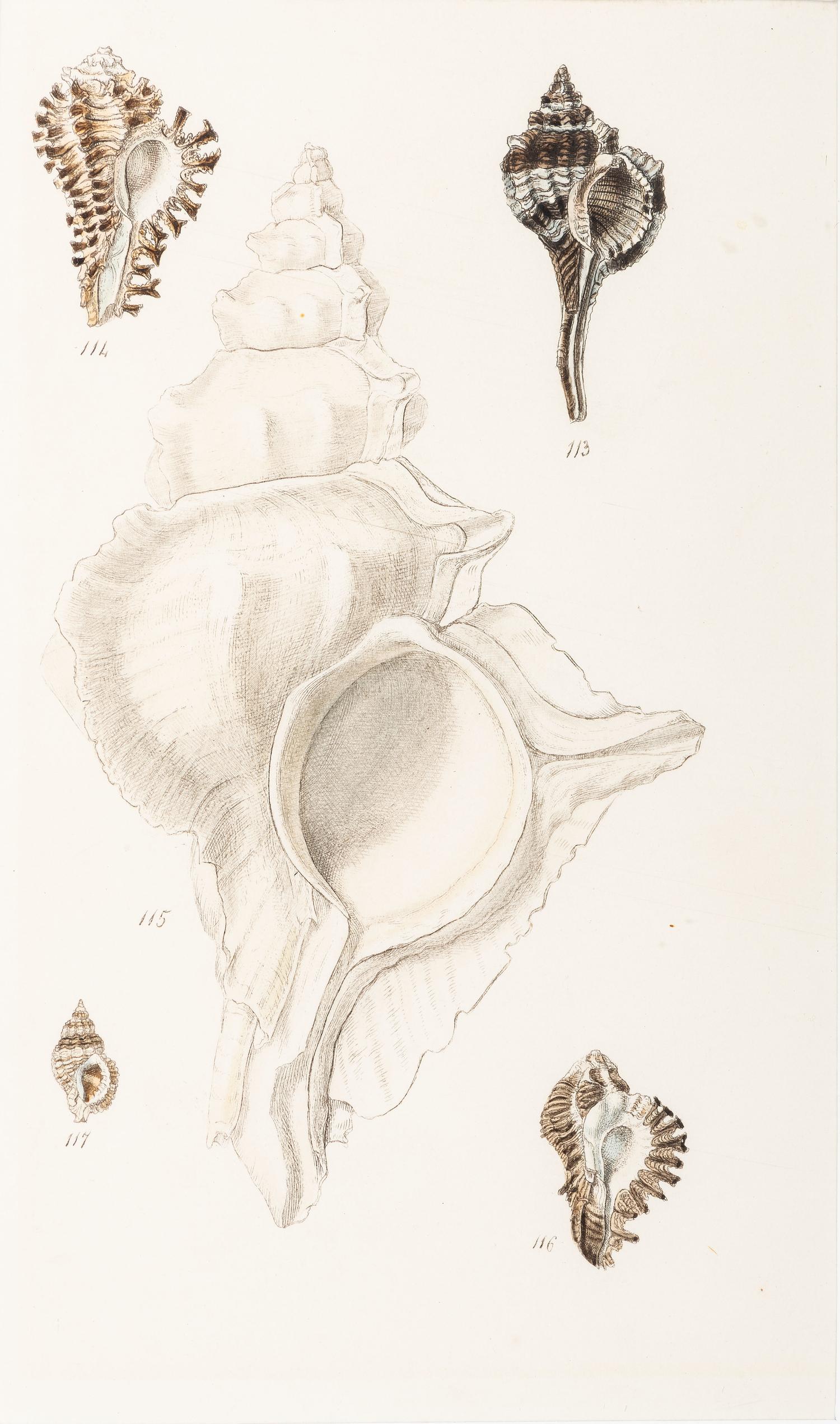Thirteen Hand-Colored Shell Engravings