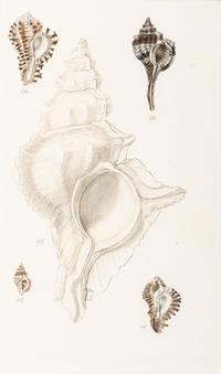 Thirteen Hand-Colored Shell Engravings