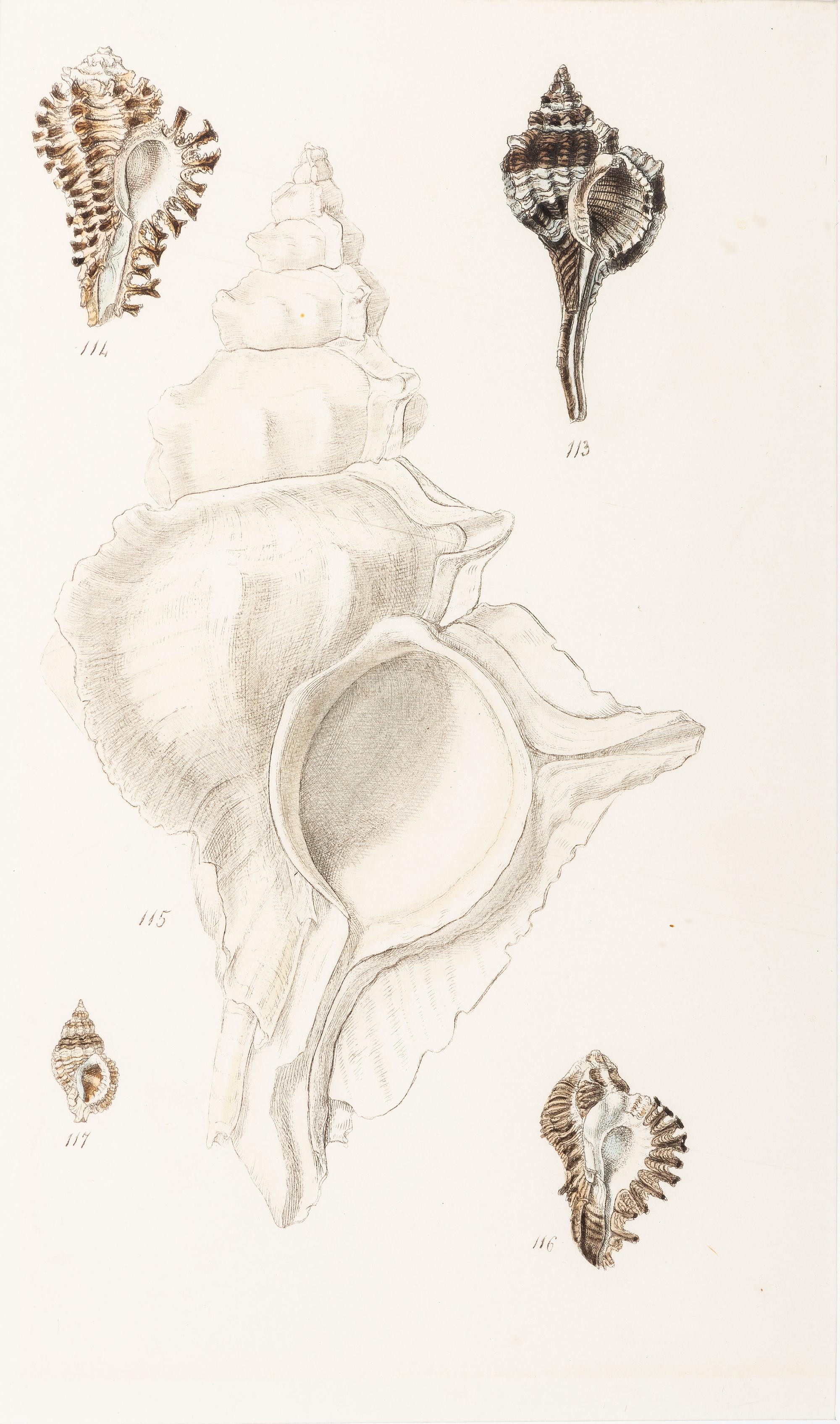 Thirteen Hand-Colored Shell Engravings