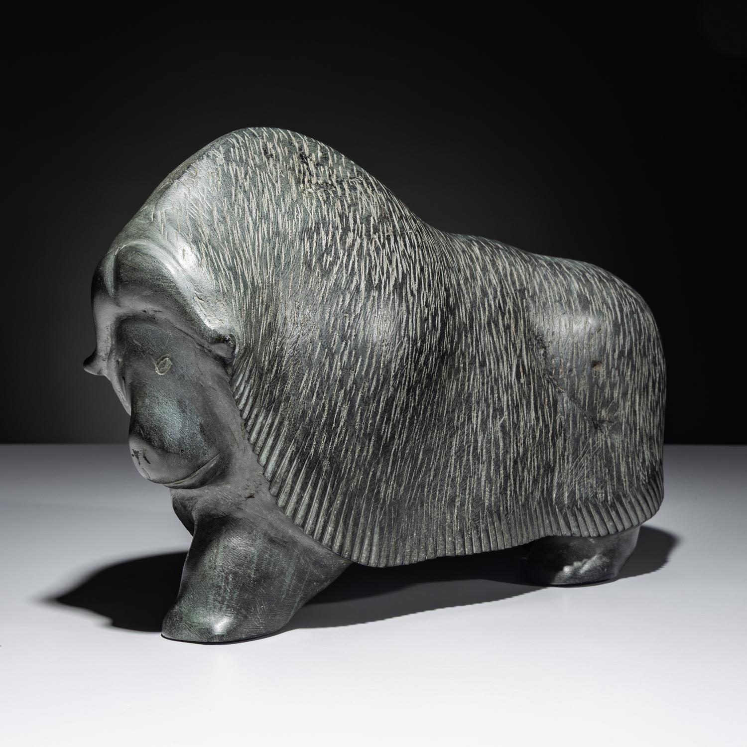 Muskox , Exhibited and Published