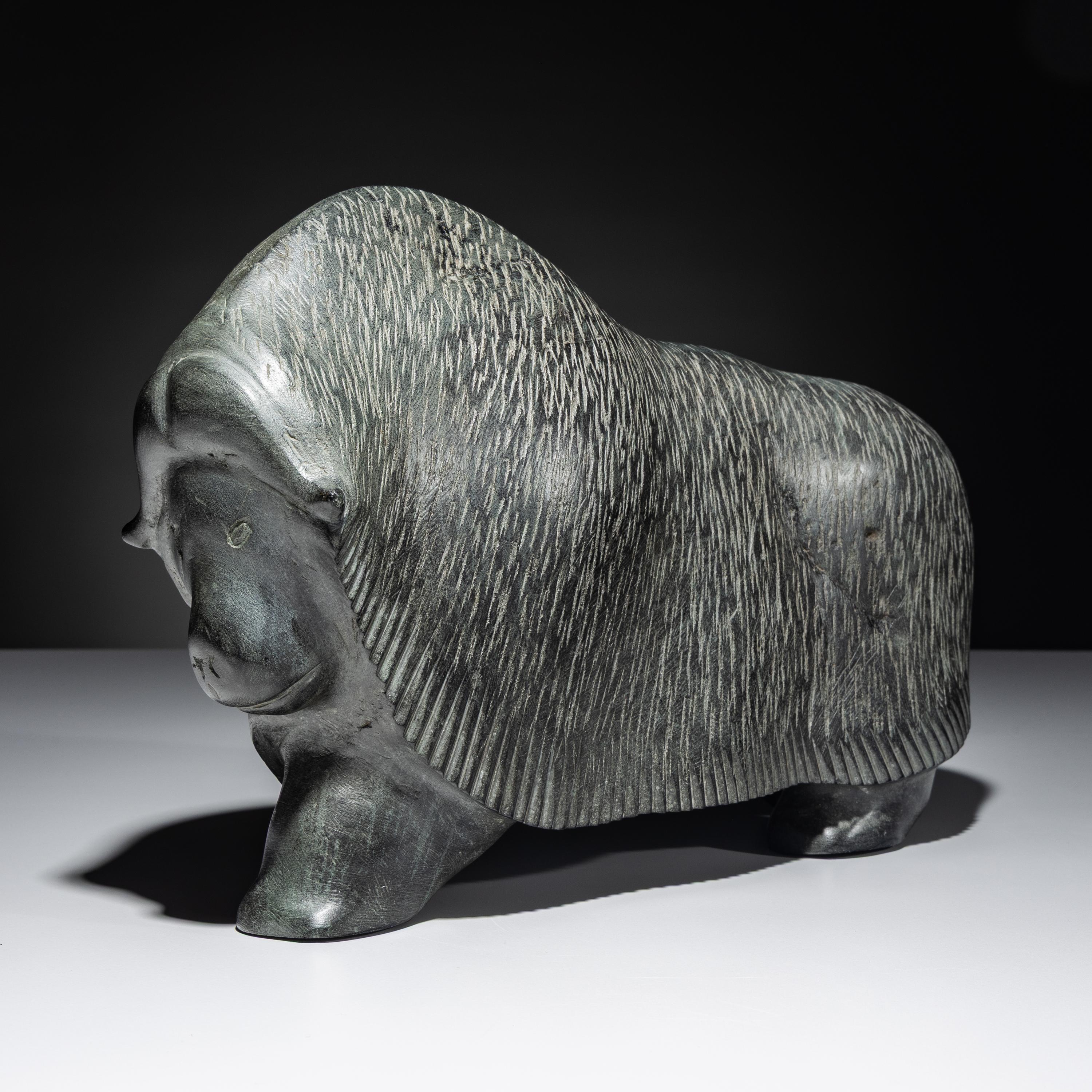 Muskox , Exhibited and Published