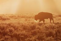 A Summer Morning- Yellowstone , edition 79/950