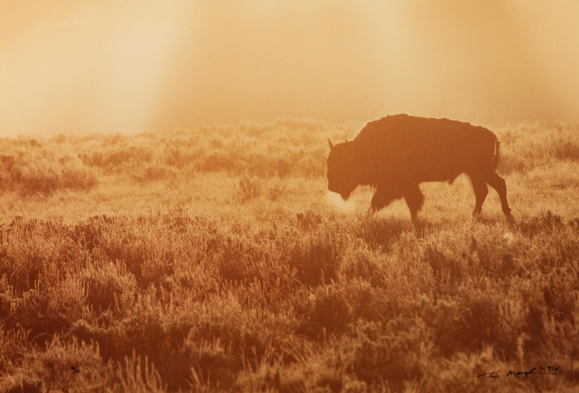 A Summer Morning- Yellowstone , edition 79/950