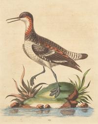George Edwards (English, 1694-1773), A Set of Twelve Framed Hand-Colored Engravings Depicting Various Birds