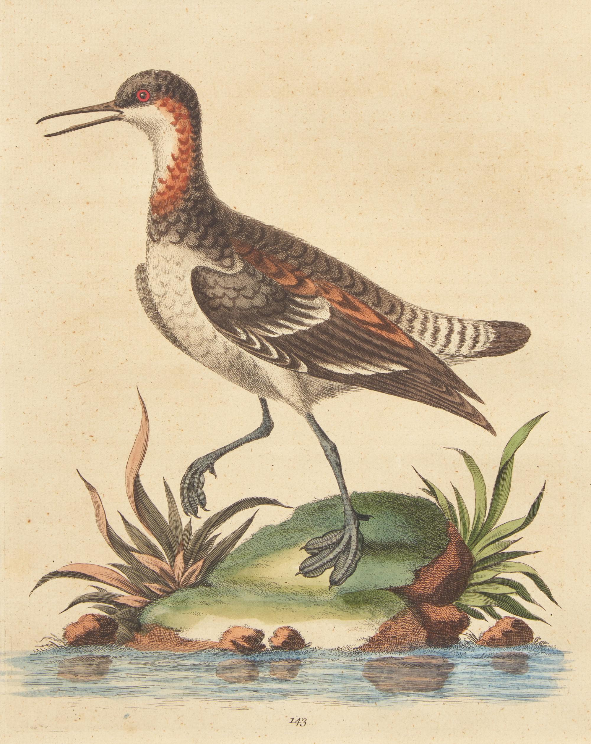 George Edwards (English, 1694-1773), A Set of Twelve Framed Hand-Colored Engravings Depicting Various Birds