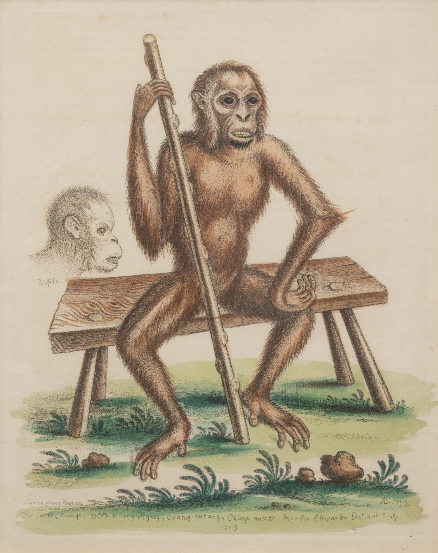 A Group of Six Continental Engravings Depicting Primates (Second Half 19th Century)