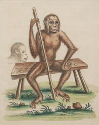 A Group of Six Continental Engravings Depicting Primates (Second Half 19th Century)