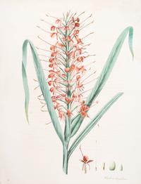 (BOTANY) ROSCOE, WILLIAM. Hedychium Longifolium. Hand-colored lithograph from Monandrian Plants... (Liverpool, 1828).