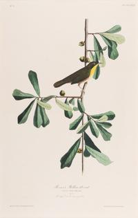 AUDUBON, John James (1785-1851).
