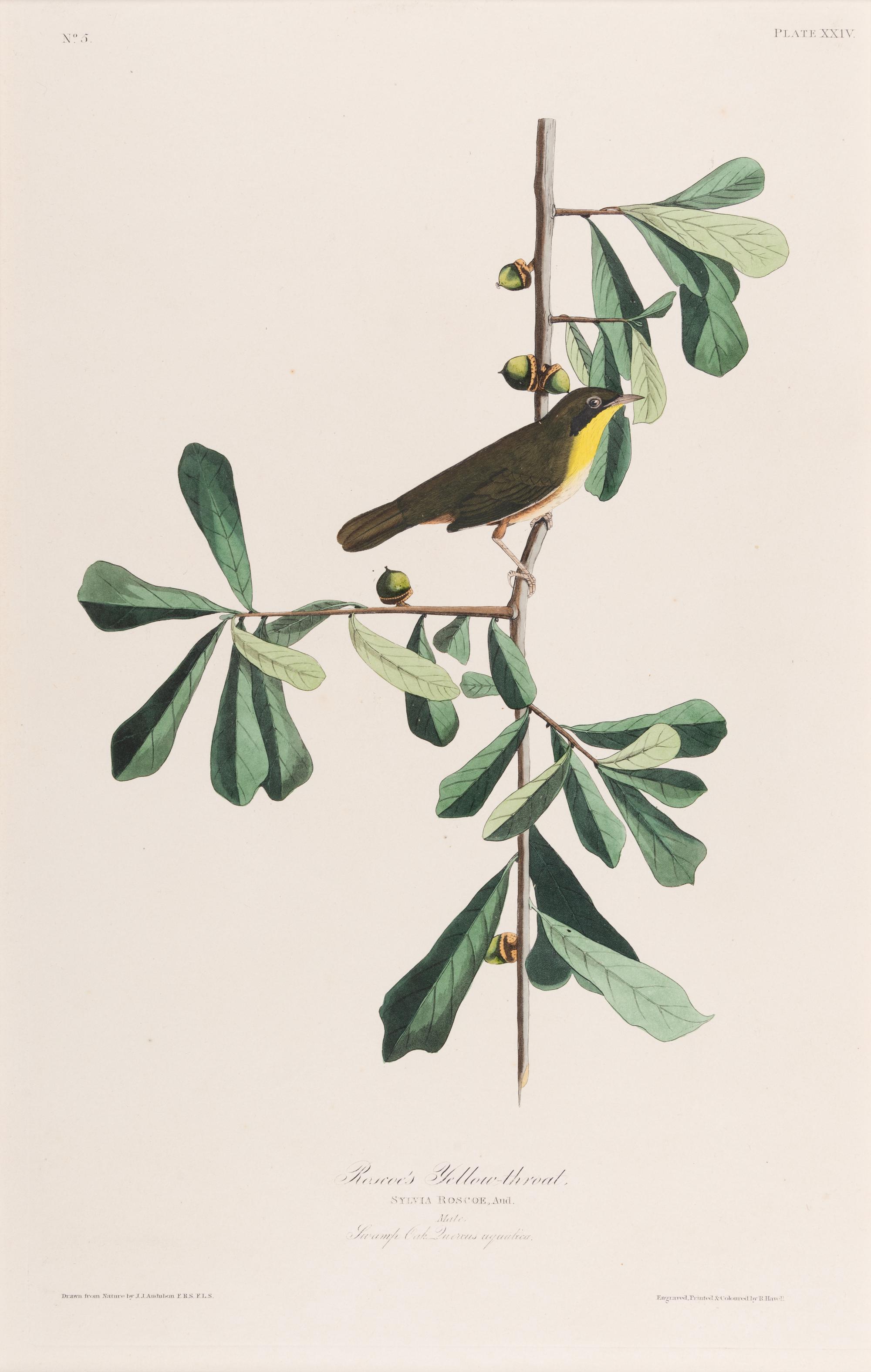 AUDUBON, John James (1785-1851).