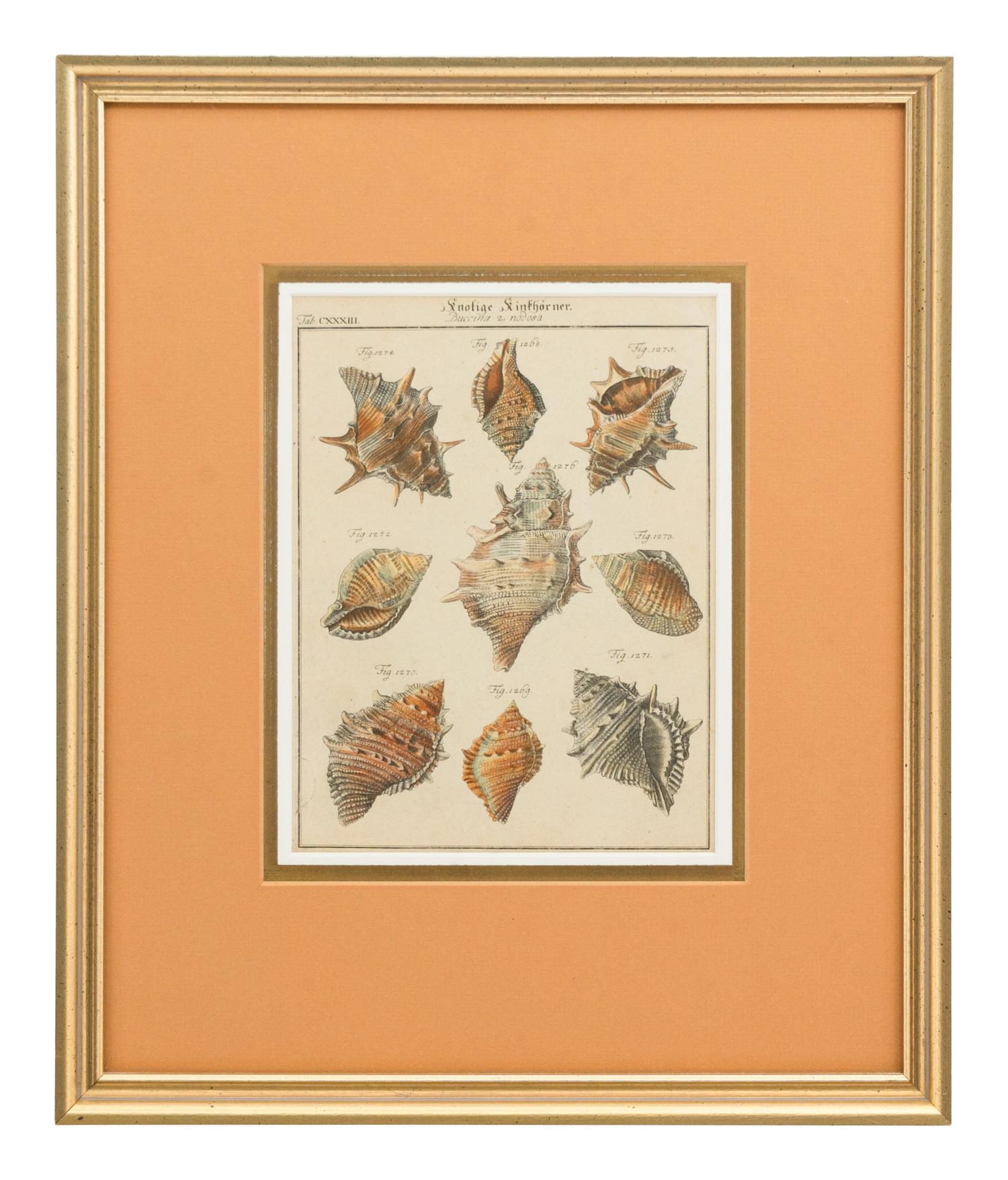 Three Framed Colored Engravings Depicting Shells