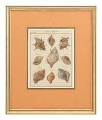Three Framed Colored Engravings Depicting Shells