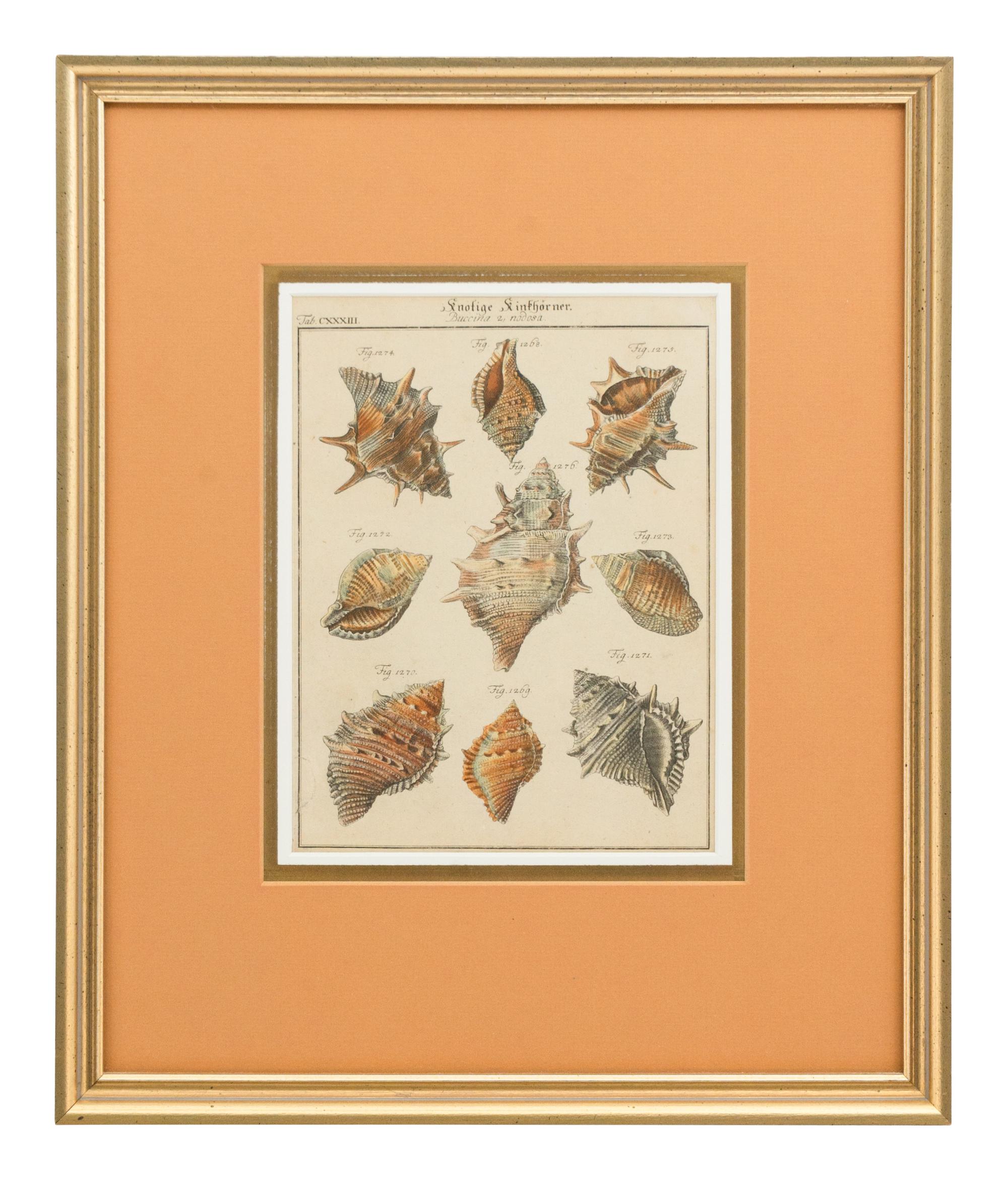 Three Framed Colored Engravings Depicting Shells