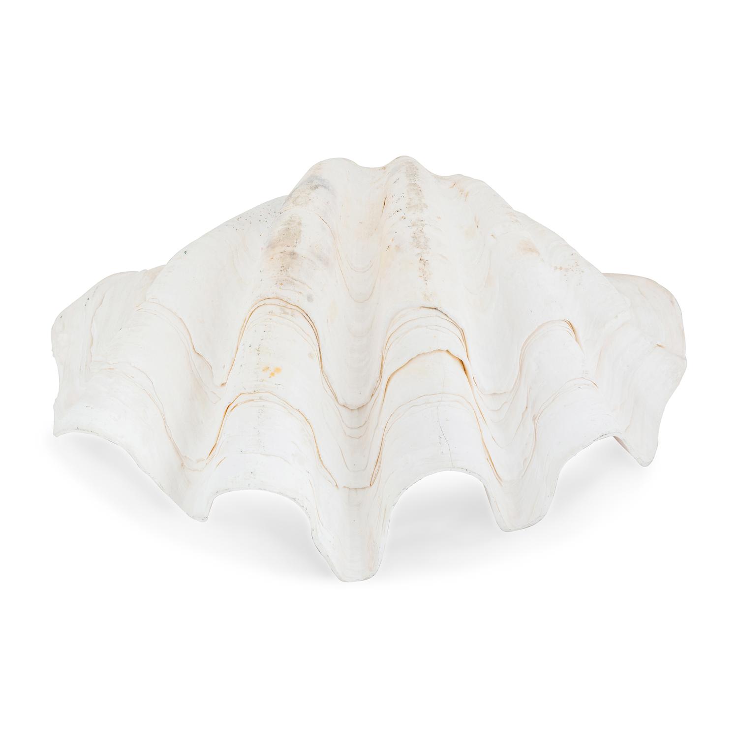 A Tridacna Gigas Clam Shell