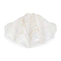 A Tridacna Gigas Clam Shell