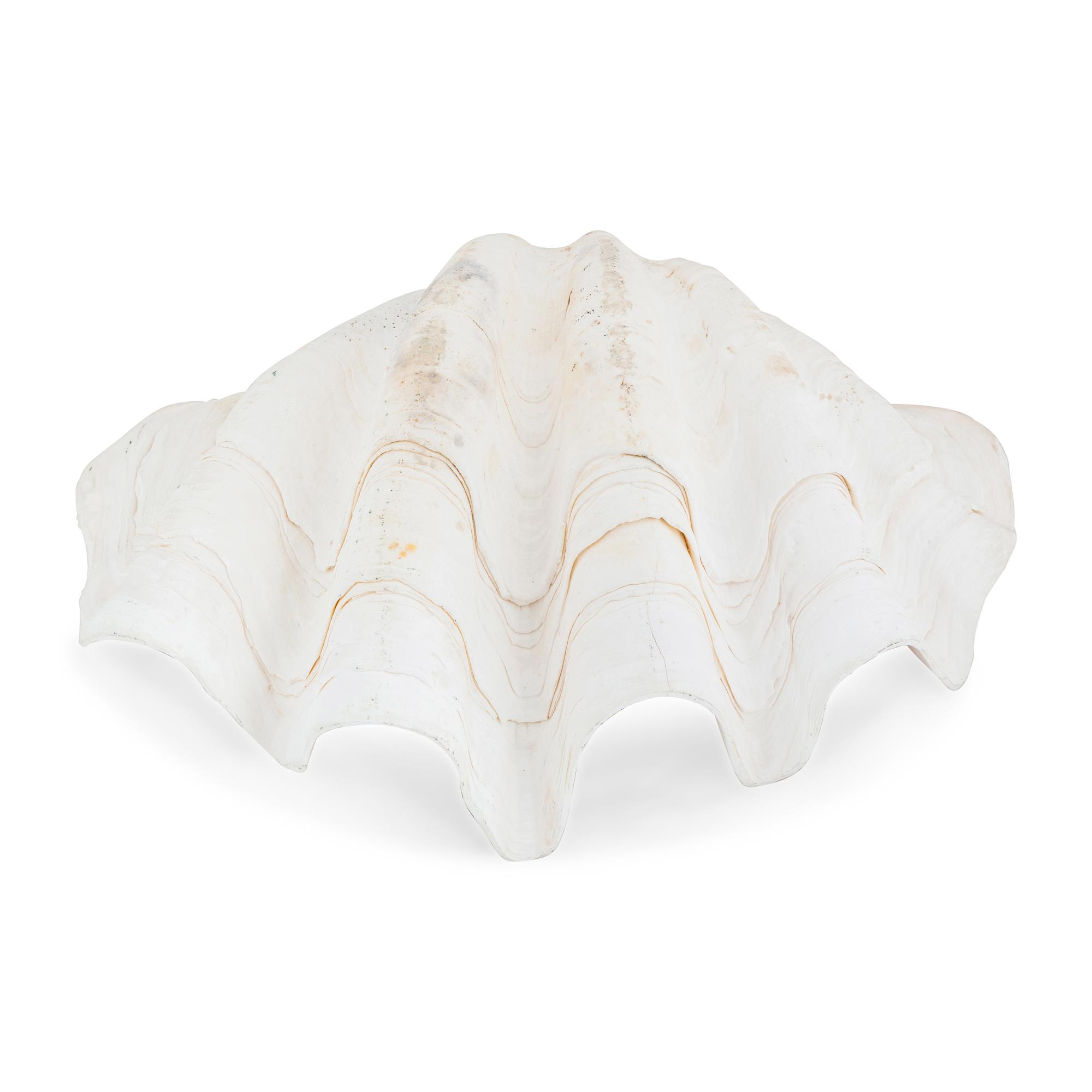 A Tridacna Gigas Clam Shell