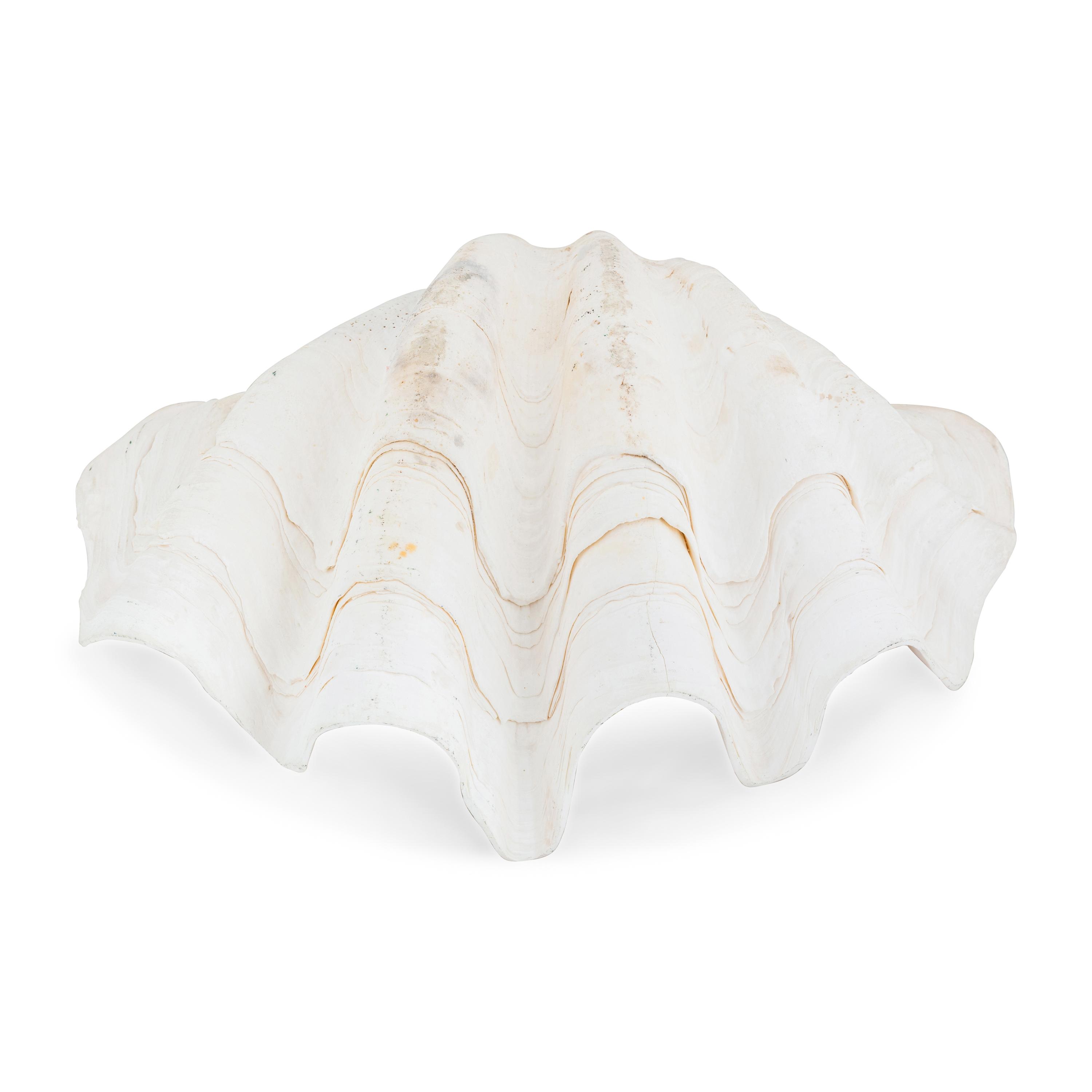 A Tridacna Gigas Clam Shell