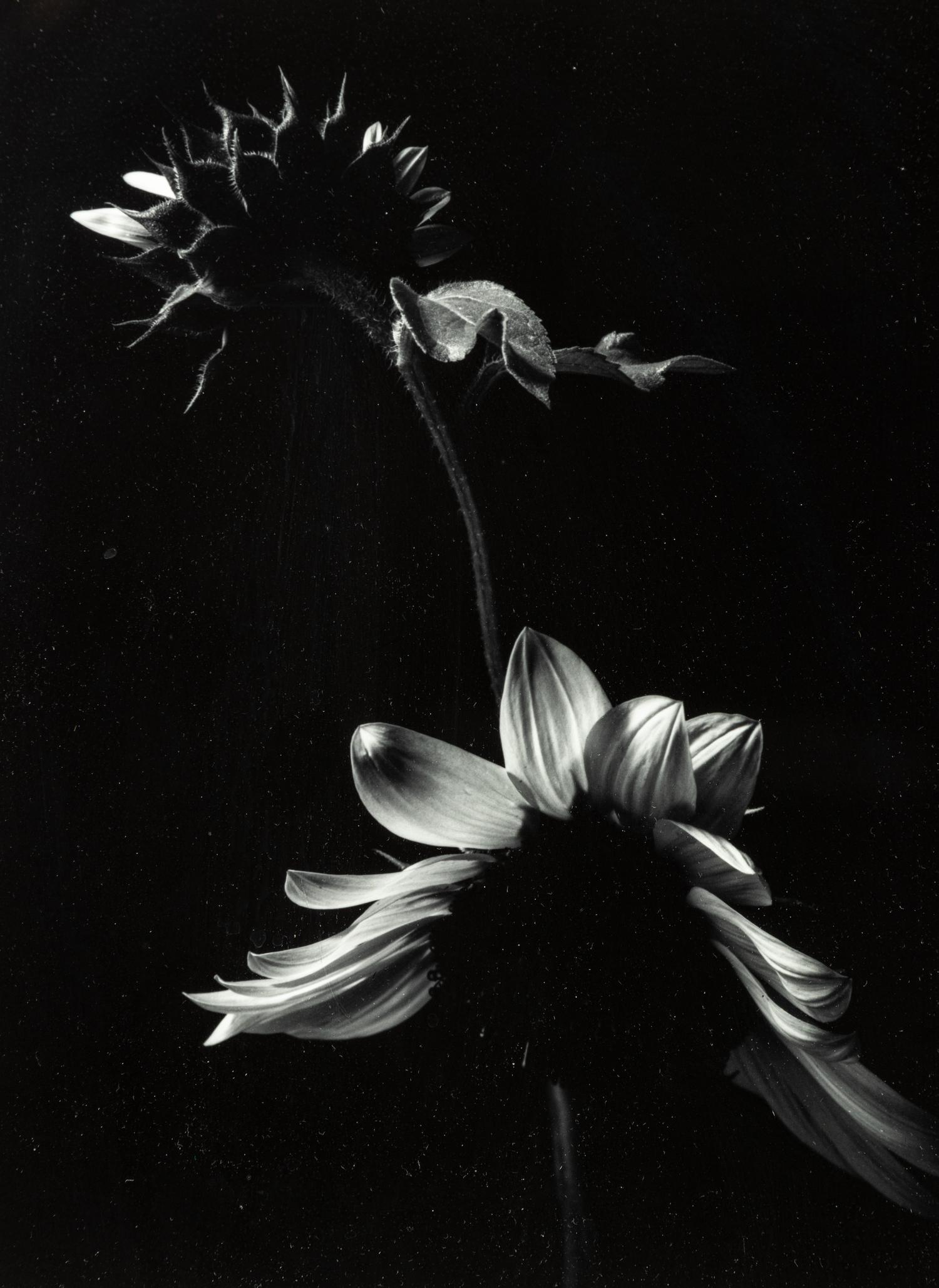 Paul Caponigro (born 1932) Winthrop, Massachusetts, 1965