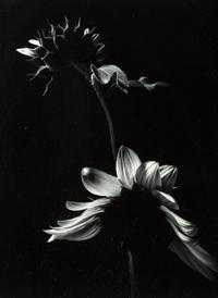 Paul Caponigro (born 1932) Winthrop, Massachusetts, 1965